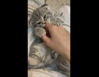 Grey kitten on lap bites finger girl 