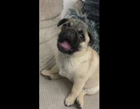 Pug dog sitting on brown couch eats 