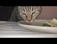 Cat licks white plate in slow motion 