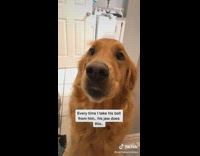 Golden retriever chatters teeth when tennis ball is taken