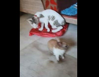 Cat avoids brown bunny rabbit backs away