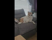 Chihuahua dig sofa beside bigger dog tail