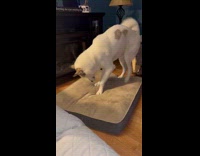 Dog spins and sniff pillow on floor