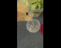 Guy meal preps salad blue lid container 