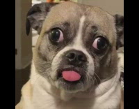 Brown black dog sticks tongue out whines 