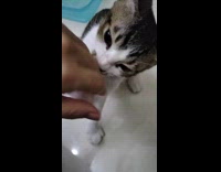 Submitter films confused cat while smelling hand