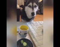 Husky dog watches girl eat cucumber slices