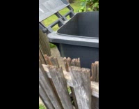 Guy found baby raccoon stuck in trash bin