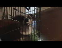 Collab DailyDoseOfInternet - Dog pushes its mouth onto the cage rails with weird face
