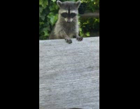 Raccoon tries to steal pizza from hardworking guy