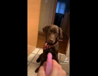 Collab dogIG_default - Lady Sprays Water on Dog Multiple Times