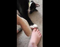 Cat lies on floor massages woman toes
