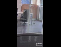 Random pigeon in office