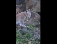 Guy captures a video of a baby lynx