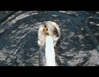 Sea otter float scratch self spin around