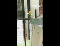 Free flower sign next to dead flower inside bucket