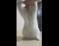 White cat sits grabs plays with hand 