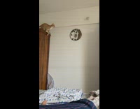 Cat does parkour from one bookshelf to another one 