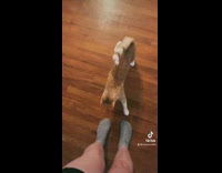 Collab BitchMP - Girl dodges and doesnt let cat pet her 