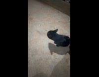 Cat growls and filmer shakes its body