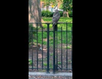 Collab winy - Squirrel stare at hawk on metal fence