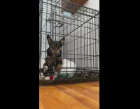 Dog Whines as it Opens its Cage