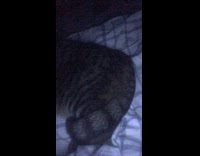 Cat on bed beside owner sneezes night