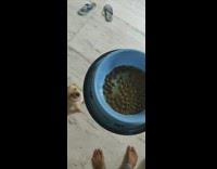 Brown puppy dog bumps head blue bowl
