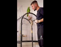 Man Gets Pecked Twice by Annoyed Parrot