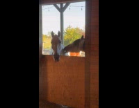 Horse doing funny face 