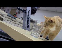 Cat struggles to get water from cup 