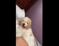 Collab PubityPets - Curly Dog on Bed Yawns then Lies Down
