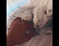 Fluffy Kitten Gets Belly Rubs 