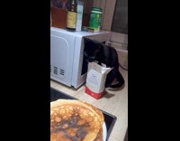 Cat having second thoughts pulling paw away