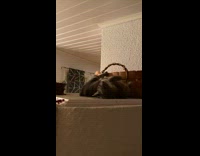 Cat lay over fireplace drop round rug