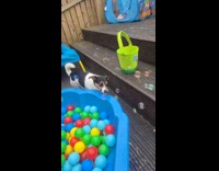 Woman shows dog eats the soap bubbles