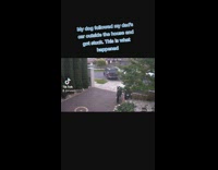 Dog outside of gate gets locked out by accident 