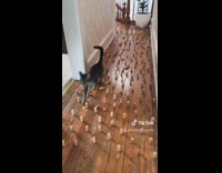 Dog cat corks on floor avoid walk
