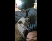 Pet cat grooms and licks the hair of its owner