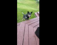 Black dog excited automatic ball thrower grass