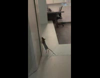 Rat trapped inside office building