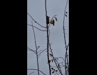 Cat climb tree branch to catch mouse