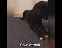 Collab Pets For All - Black dog plays with Snoopy wind up toy