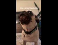 Dog barks at hoomans kissing