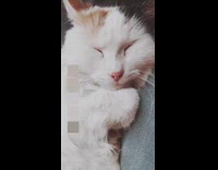 Girl touches nose of cat laying down 