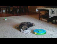 Cat plays and rolls around in wash cloth on the floor