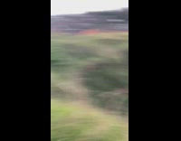 Collab PubityPets - Dog Fetches Rock for Man and he Hides