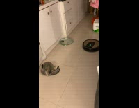 Cat lick groin bump by robot vacuum