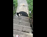 Dog brings home prosthetic leg on stairs 