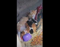 Feeding mom cat kicks baby by accident 